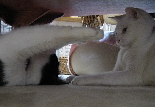 オイオイ