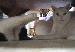 ねェ!