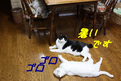 暑いね