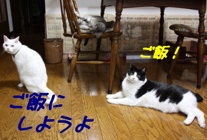 ご飯ください