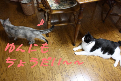 ゆんにも