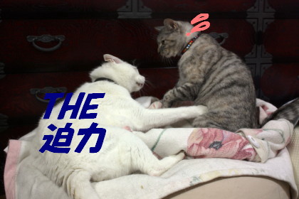迫力