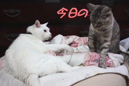 今日のところは