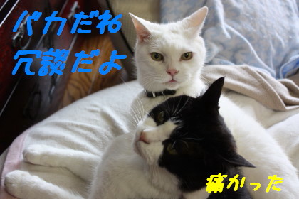 冗談