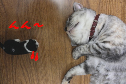 せまる