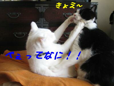 きょえ〜