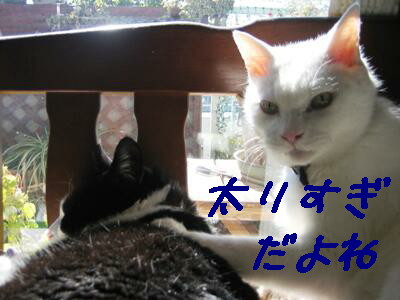 太りすぎ?