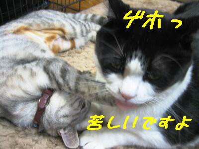 げほっ