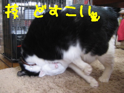 技2