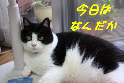 今日は