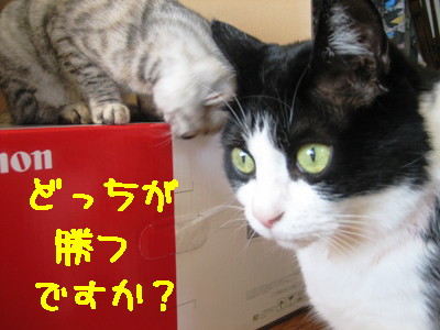 どっちが