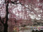 井の頭公園