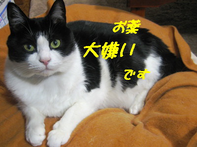 大嫌い