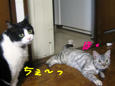 ちぇッ