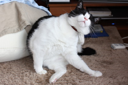 キャニャンで