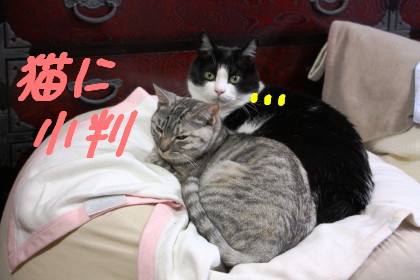 猫に小判