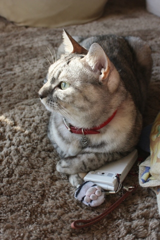 何色にしようかな