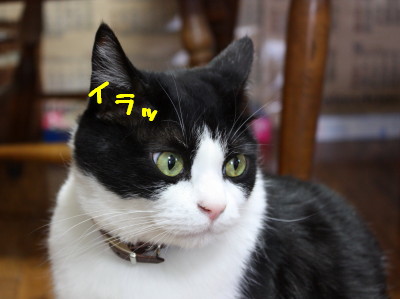 イラッ