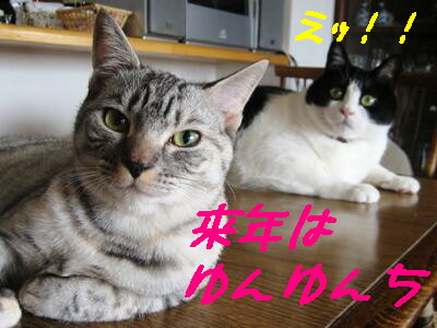 来年は