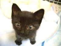 子猫2