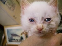 子猫3