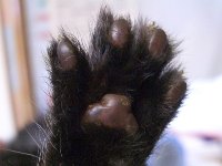 子猫4
