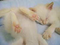 子猫5