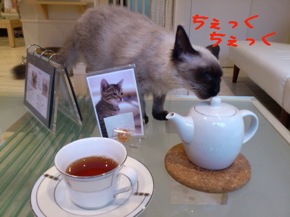 カールアップカフェさん