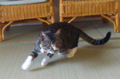 ちょびんち