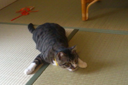 ちょびんち