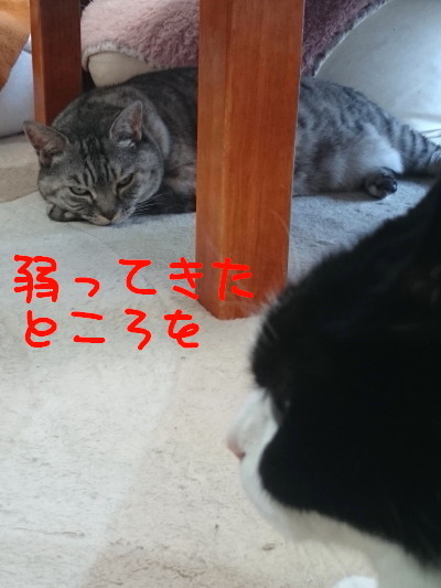 DSC_1426_a.jpg