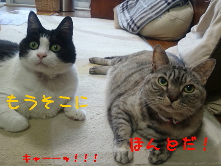 DSC_2147.2_a.jpg