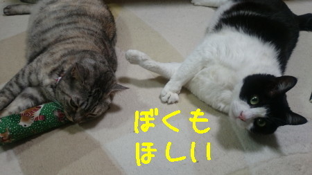 DSC_2470_a.jpg