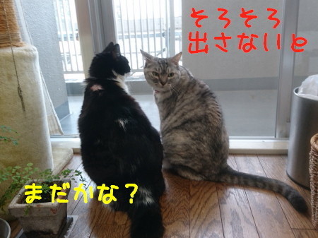 DSC_3470_a.jpg