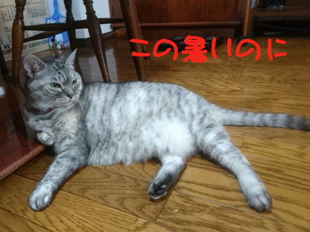 DSC_3795_1_a.jpg