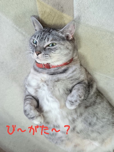 パス