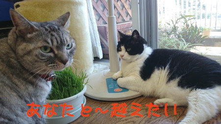 天城越え