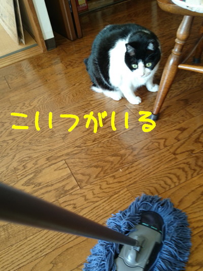 DSC_てんてん「9496_a.jpg