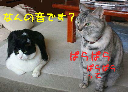 パラパラ