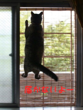 がんばりゅん♪