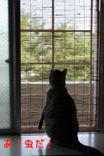 がんばりゅん♪