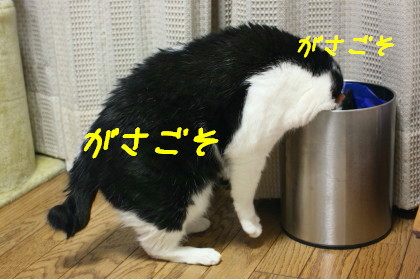 ゴミ箱あさり