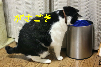 ゴミ箱あさり