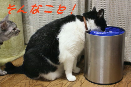 ゴミ箱あさり