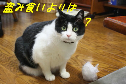 ゴミ箱あさり