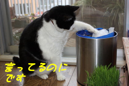 ビニール袋がお気に入り
