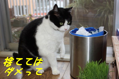 ビニール袋がお気に入り