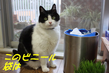 ビニール袋がお気に入り