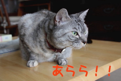 入ればいいのにー