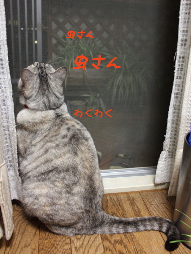 入ればいいのにー